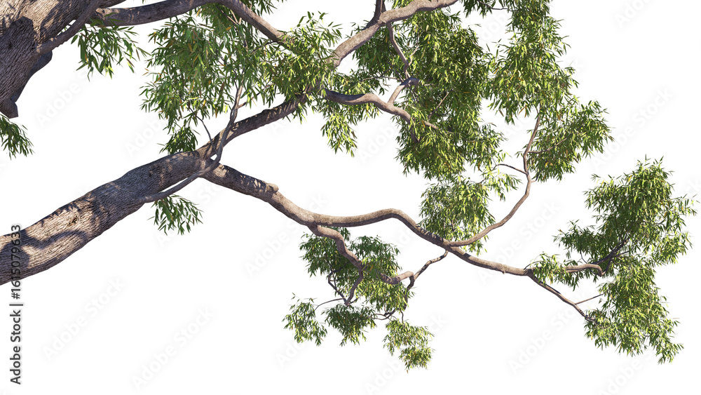 Fototapeta premium vector tree left