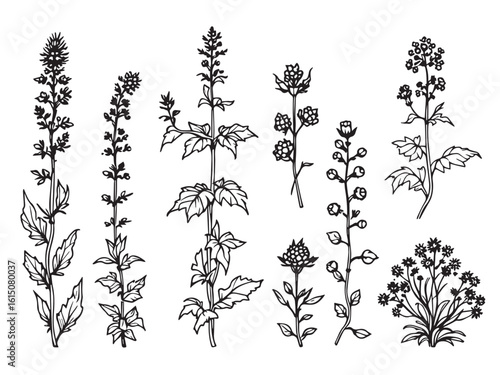 milkweed clear vision simple line art