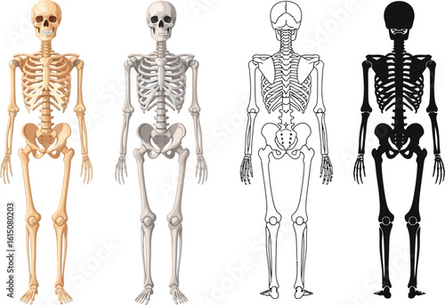 Skeleton anatomy illustration: human skeletal system diagram and bone structure for medical education