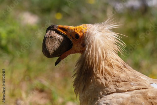 Принти на полотні egyptian vulture with rock