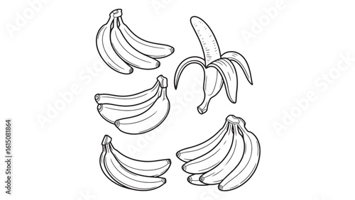 Banana Bunch Sketch Illustration for Tropical Fruit and Healthy Eating Concept Art