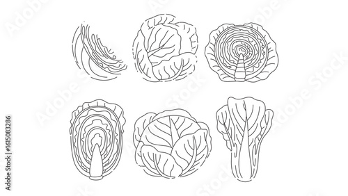 Cabbage Collection Line Art Vector Illustration: Fresh, Healthy, and Organic Vegetable Set for Design