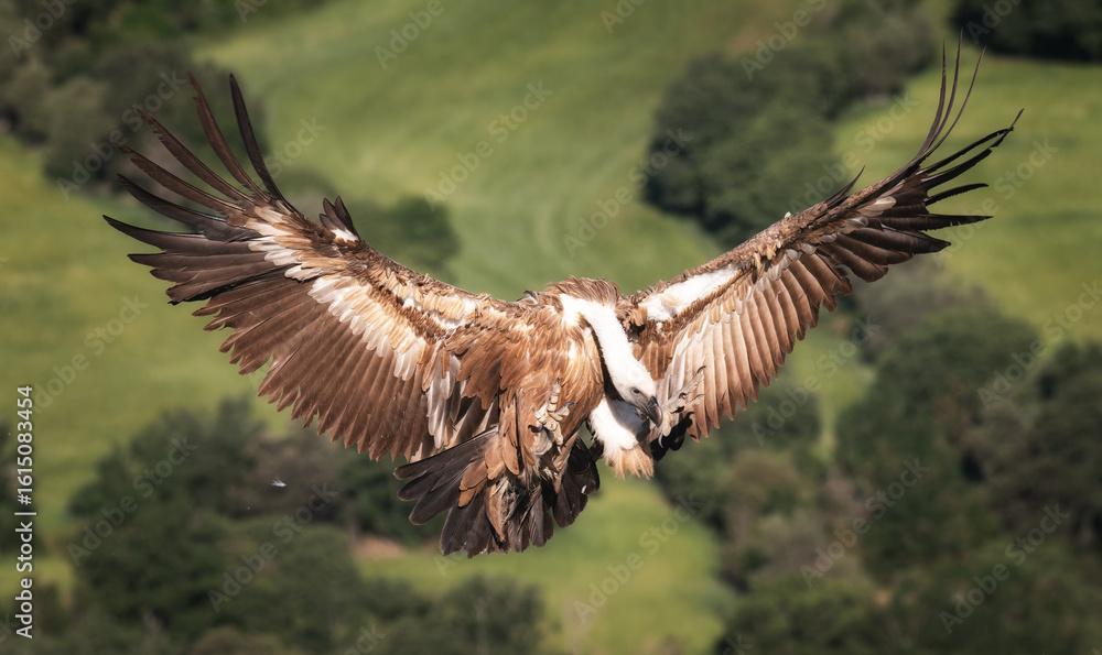 Obraz premium Griffon Vulture in flight 