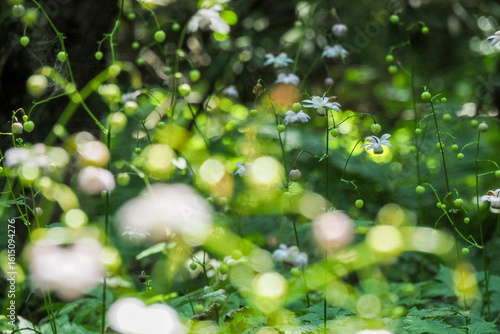 森の妖精レンゲショウマ