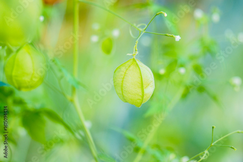 フウセンカズラ