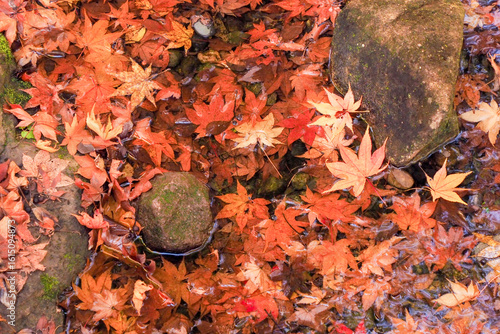 水に浮かぶ落ち葉