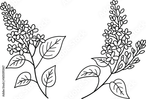 Line art drawing of lilac branches with leaves flower