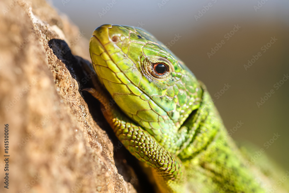 Fototapeta premium Portrait of a Green lizard sunning on a rock. Lacerta viridis, Touraine, Indre et Loire 37, région Centre Val de Loire, France, European Union, Europe