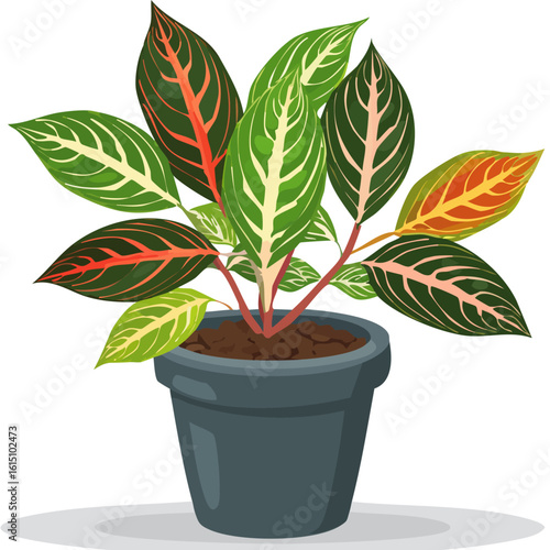 Codiaeum variegatum2