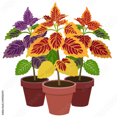 Coleus scutellarioides