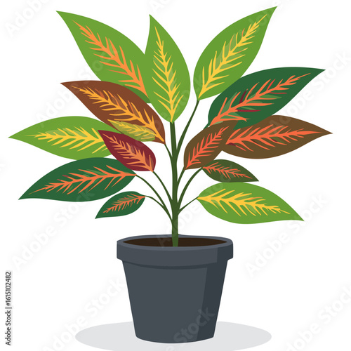 Codiaeum variegatum3