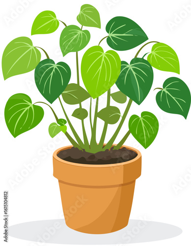 Peperomia obtusifolia 2