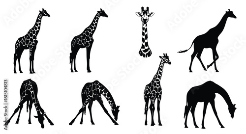 Vector silhouette illustration a collection of black giraffe silhouettes showcasing their distinctive patterns and long necks in various poses