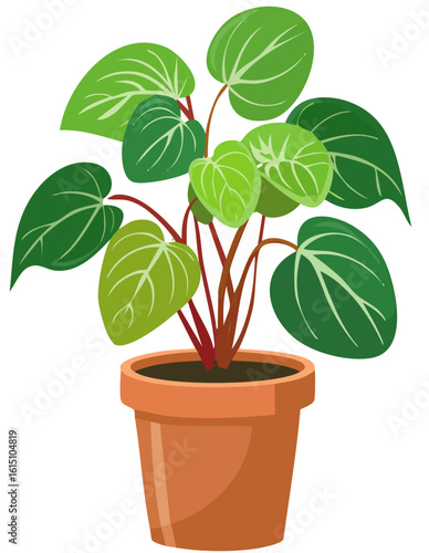 Peperomia obtusifolia