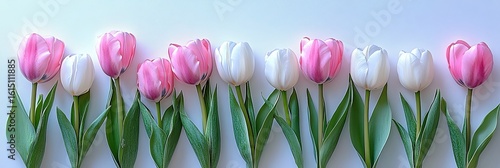 Beautiful Tulip Flowers in a Row on a Plain Background, Perfect for Springtime Floral Arrangements