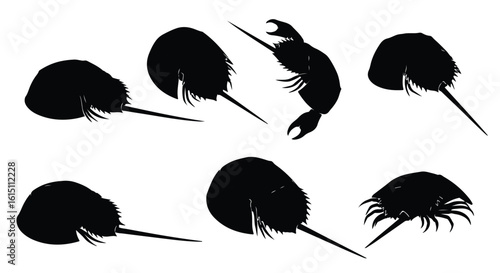Silhouette vector set three black silhouette horseshoe crabs are depicted against a stark white background