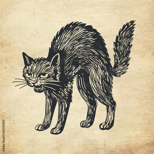 Vector Engraved illustration of a spooky black cat with arched back. Great for Halloween graphics and retro supernatural themes