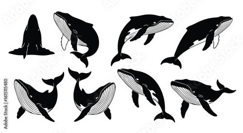Silhouette vector set a collection of black and white illustrations depicting humpback whales and orcas in various dynamic poses, swimming and breaching