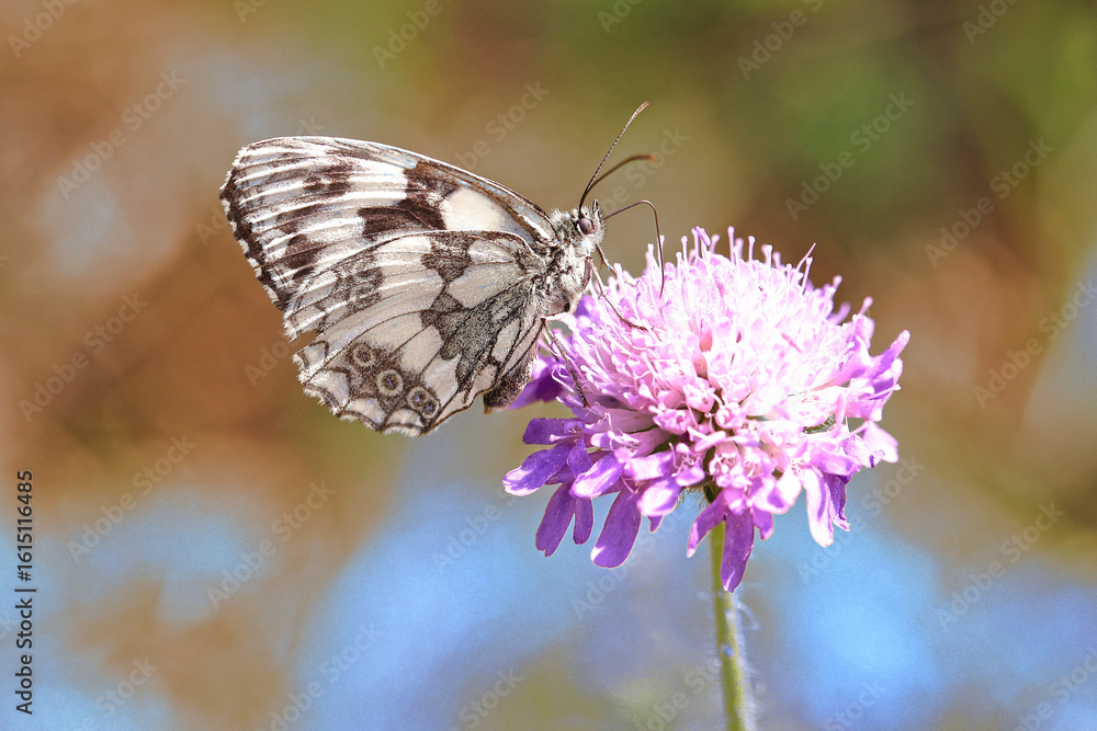 Fototapeta premium Schachbrettfalter