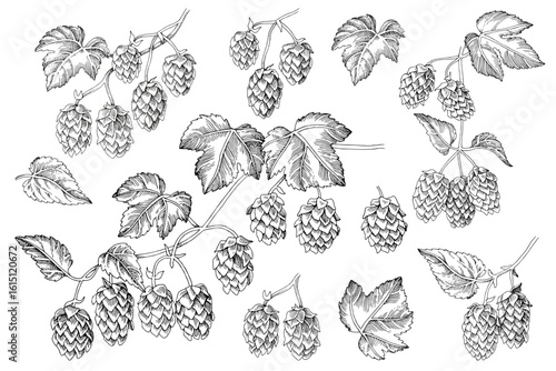 Set of hand drawn hop branches