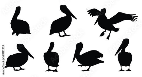 Silhouette vector set silhouettes of pelicans in various poses, isolated on a white background