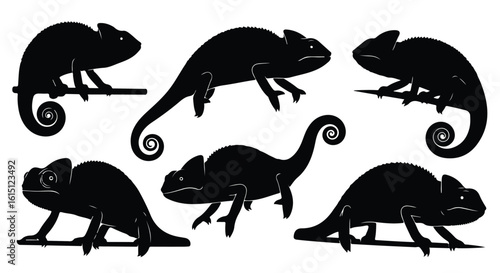 Silhouette vector set a collection of black chameleon silhouettes showcasing their unique body shapes and curled tails on white
