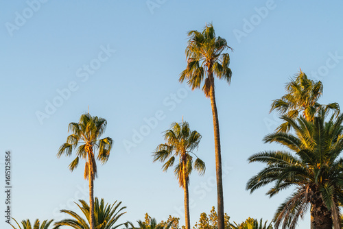 Fototapeta Naklejka Na Ścianę i Meble -  Tropical palm trees summer sunset. Tall trees sunny day with blue sky and green leaves branches with holiday good vibes.