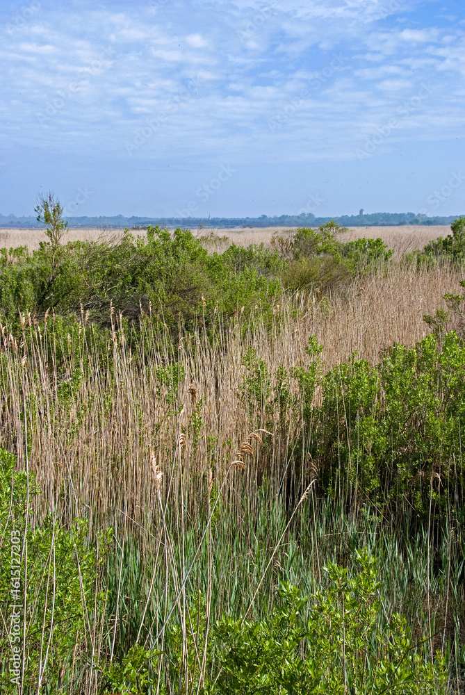 Obraz premium Ile de Malprat, Réserve naturelle , Bassin d'Arcachon , 33, Gironde, France