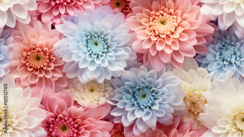 multicolored chrysanthemum flowers spectrum rainbow nature background soft abstract tile