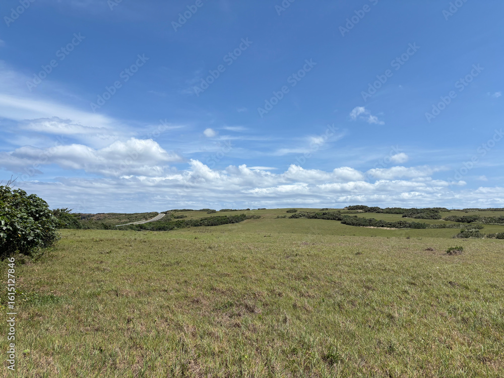 Fototapeta premium green field and blue sky