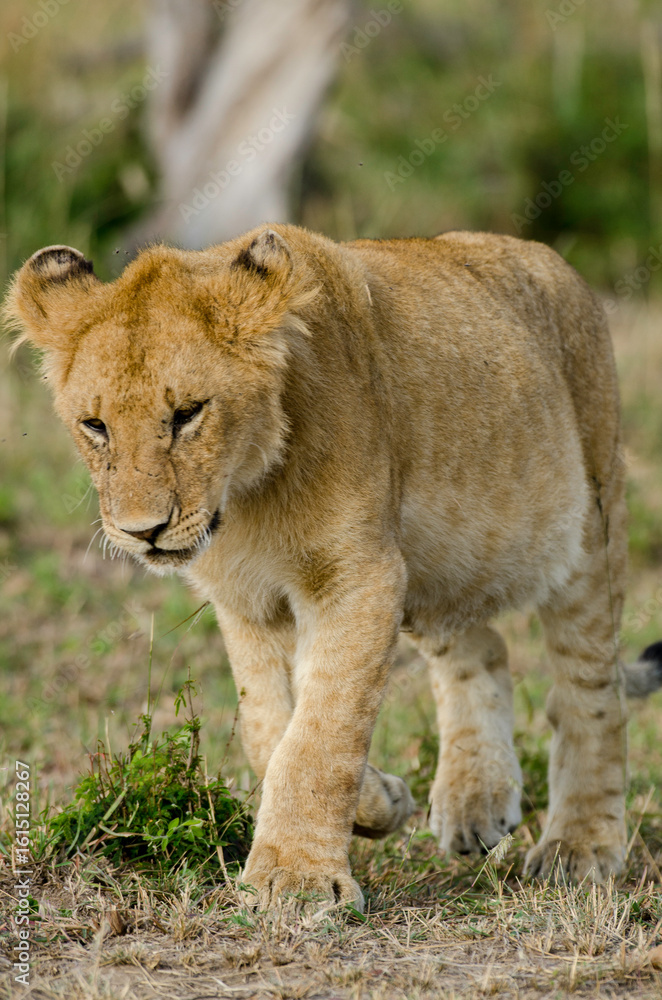Fototapeta premium lion, femelle, lionne, Panthera leo, Réserve de Masai Mara, Kenya, Afrique de l'Est