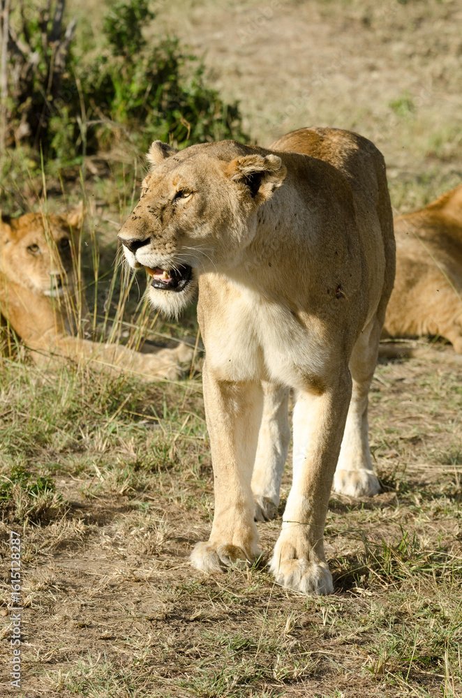 Naklejka premium lion, femelle, lionne, Panthera leo, Réserve de Masai Mara, Kenya, Afrique de l'Est