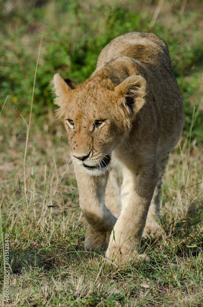 Obraz premium lion, jeune, lionceau, Panthera leo, Afrique