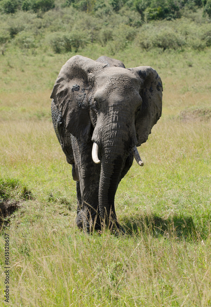 Fototapeta premium éléphant d'Afrique, Loxodonta africana, Réserve de Masai Mara, Afrique de l'Est