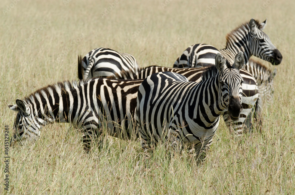 Naklejka premium zèbre de Grant, Equus quagga boehmi, réserve nationale du Masai Mara, Kenya, Afrique de l'Est