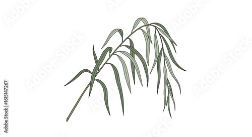 Delicate green plant with fine leaves and flowing stems