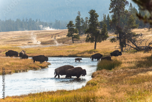 A herd of bison are crossing a river in a grassy field, likely migrating or seeking resources such as water or grazing land.