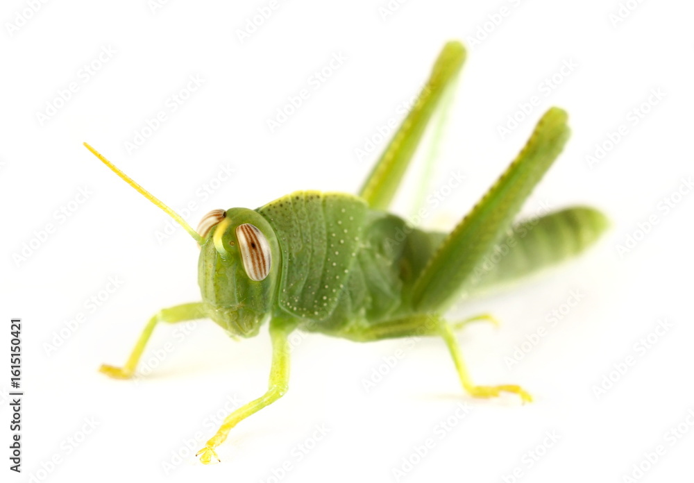 Fototapeta premium Small, immature green egyptian grasshopper or Egyptian locust (Anacridium aegyptium) isolated on white background, side view