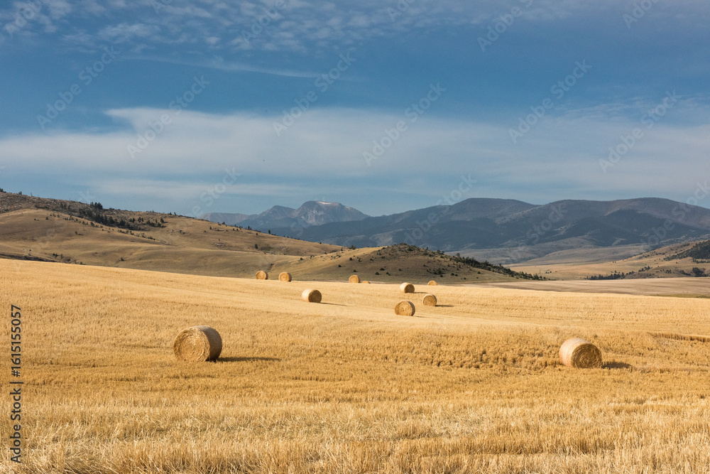 Obraz premium A field of golden wheat has been harvested and baled into round hay bales, ready for transport and use as animal feed.