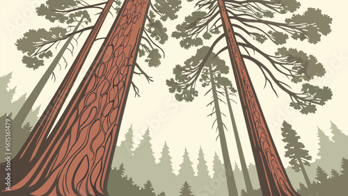 Majestic Cedar Forest with Towering Evergreen Trees and Sunlight Streaming Through Needles