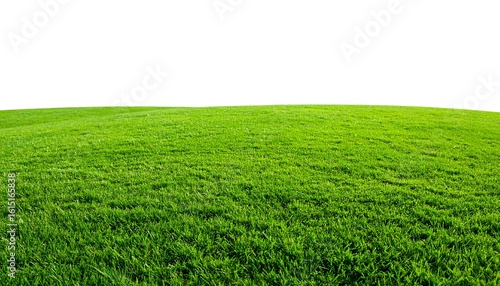 Lush green grass field