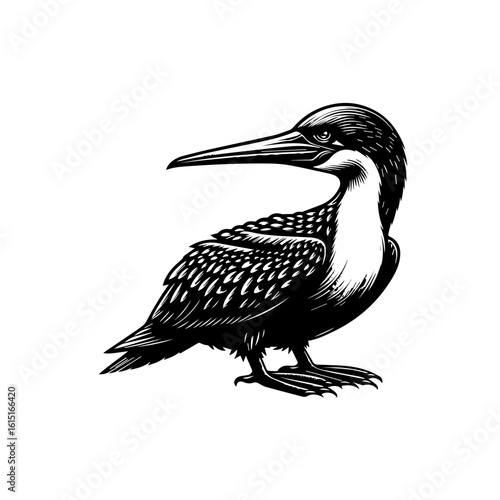 A loon bird standing with its beak pointed, isolated on white