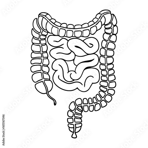 Human digestive system illustration in black line art style  on a transparent background 