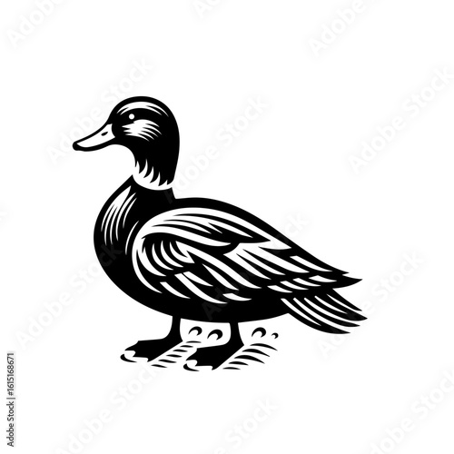 A duck standing, isolated on a white background
