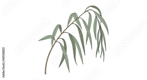 A delicate green branch with numerous small leaves cascading downwards
