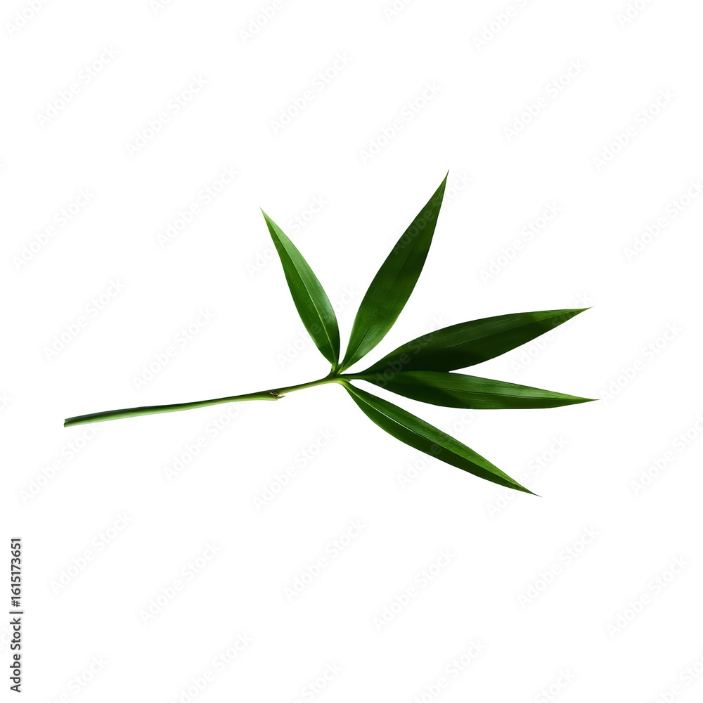Fototapeta premium Photo of single bamboo leaf with leaves isolated on transparent background