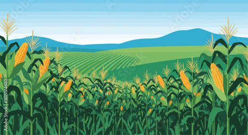 Vast rural countryside agricultural landscape with rolling hills and a bright sunny sky above a lush green cornfield