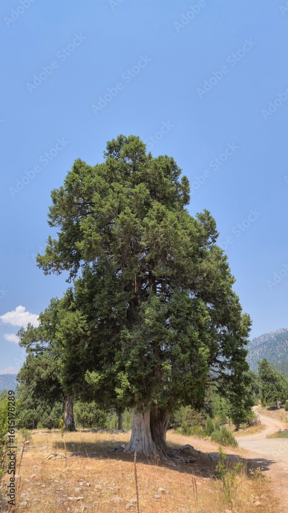 Fototapeta premium An old Grecian Juniper (Juniperus excelsa) tree in the taurus mountains (Turkey)