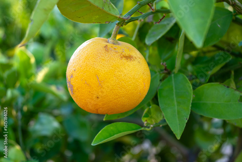 Wallpaper Mural Lemon tree with lemon fruit in the garden. Croatia Torontodigital.ca