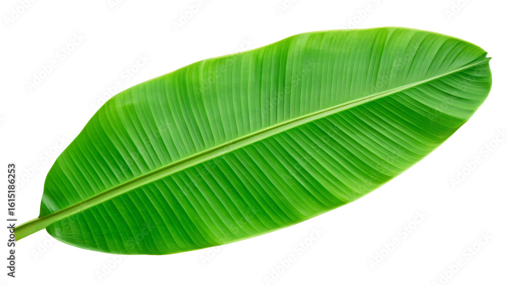 Vibrant Green Banana Leaf Isolated on white background Vibrant Green Banana Leaf Isolated on white background